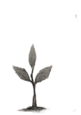 A tiny seedling symbolizing a beginning